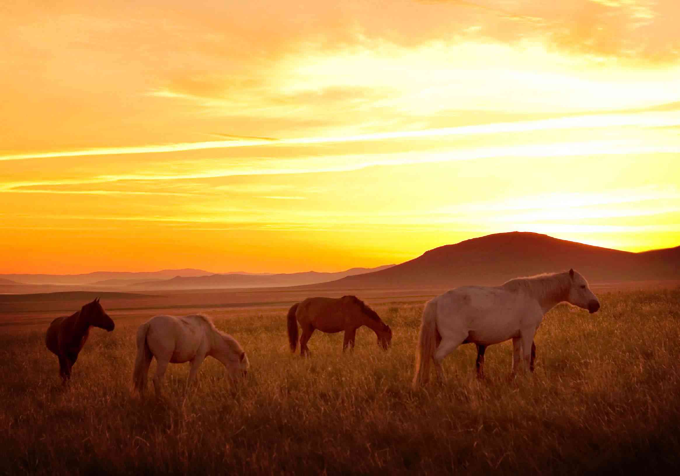 Why Rangelands Rarely Appear in Environmental Stories — and Why That Must Change