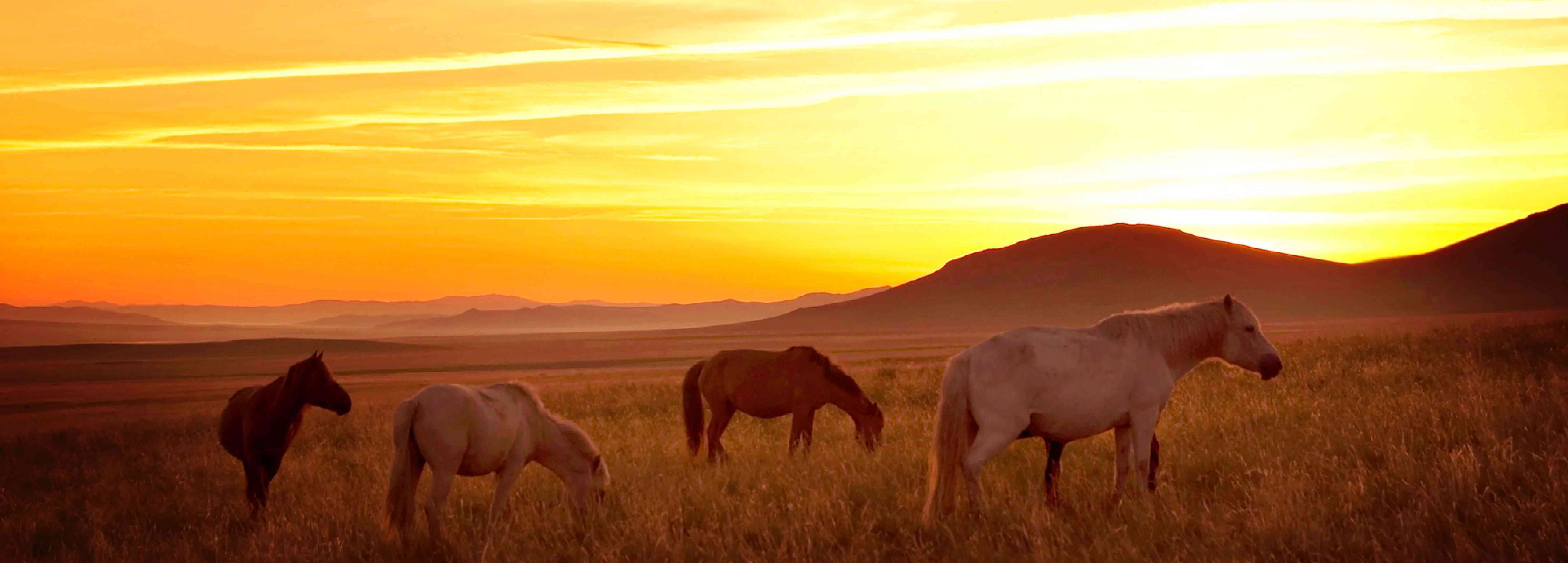 Why Rangelands Rarely Appear in Environmental Stories — and Why That Must Change