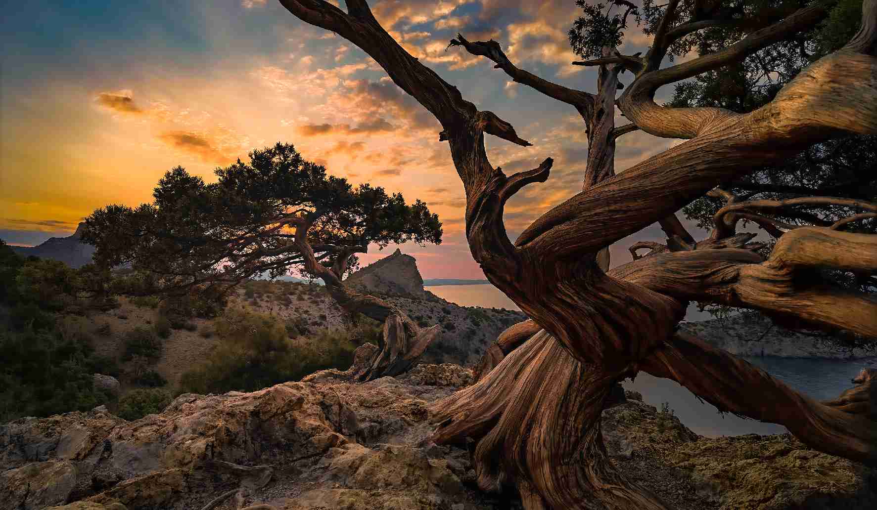 15th edition - Mobile