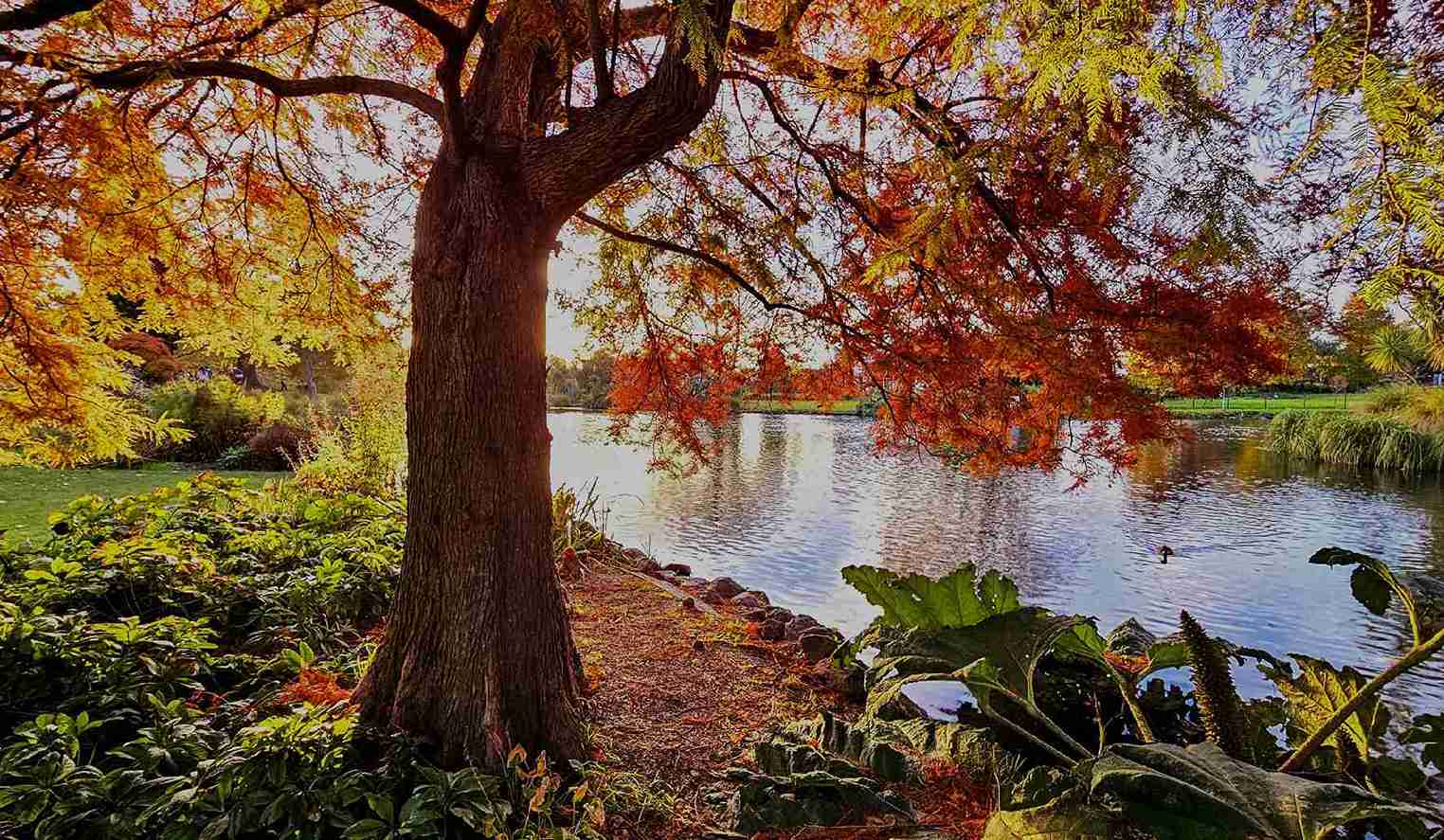 15th edition - Mobile